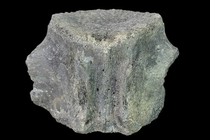 Fossil Whale Lumbar Vertebra - South Carolina #137594